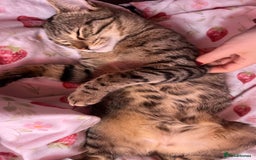 Bengal cats for sale: Bengal for sale  in Chester - Image 6