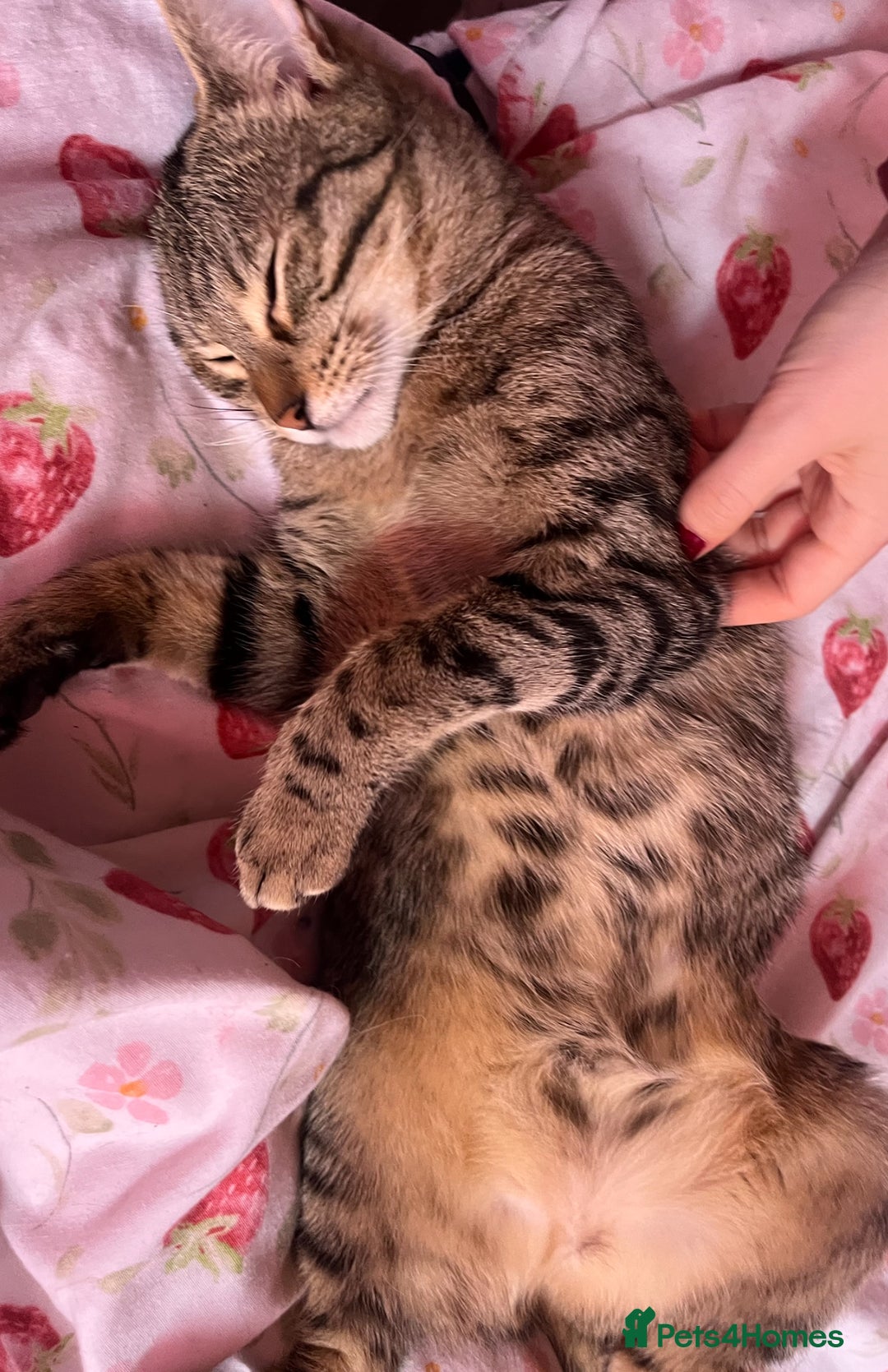 Bengal cats for sale: Bengal for sale  in Chester - Image 6