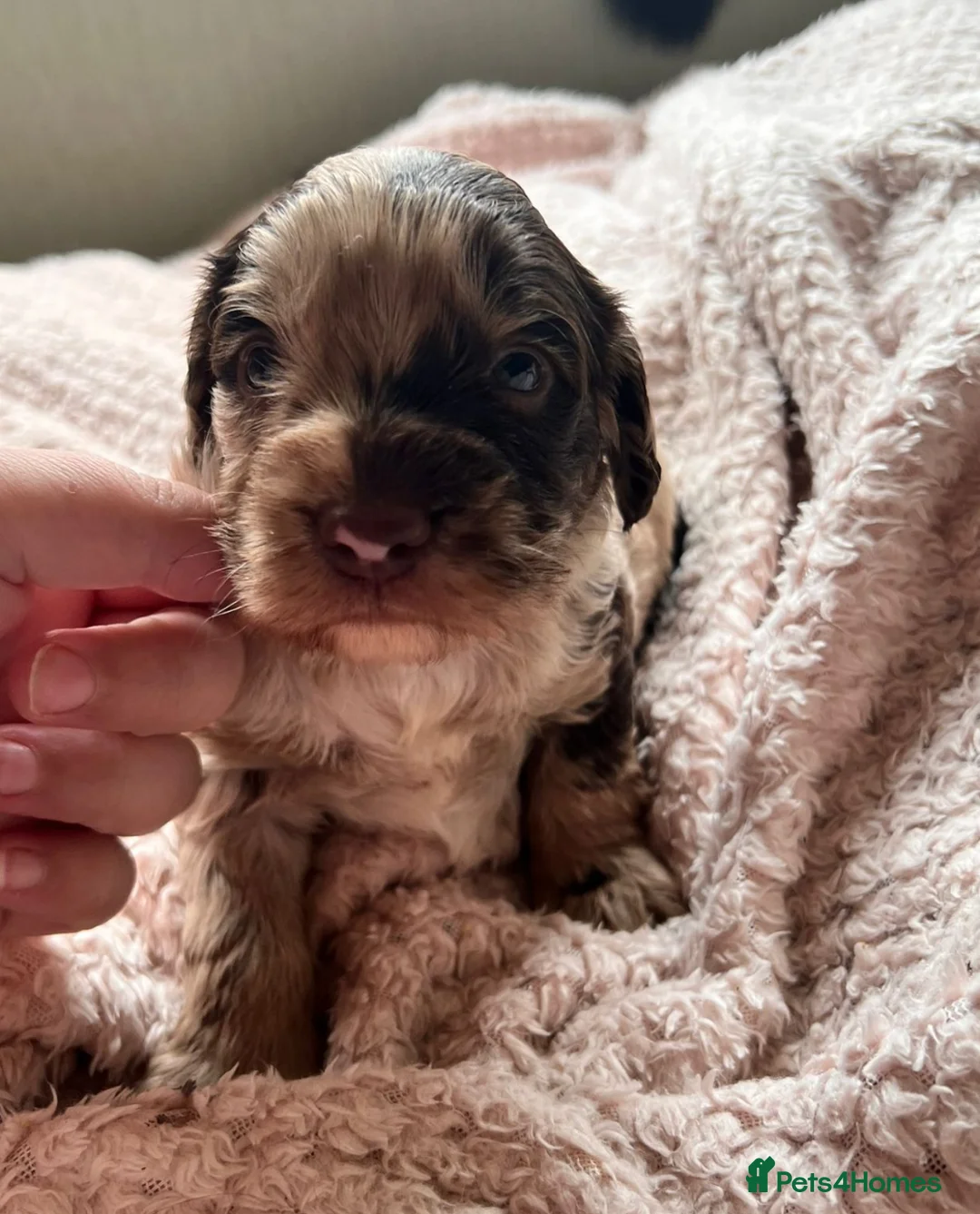 Miniature Poodle dogs for stud: Chocolate Phantom Merle Mini Poodle Stud in Ringwood - Advert 5