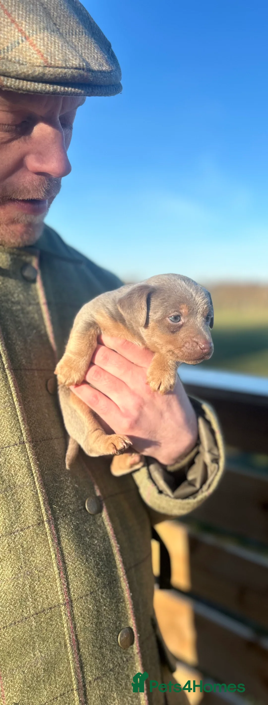 Jack Russell dogs for sale: Stunning Jack Russell puppies fr sale-all colours  - Advert 26