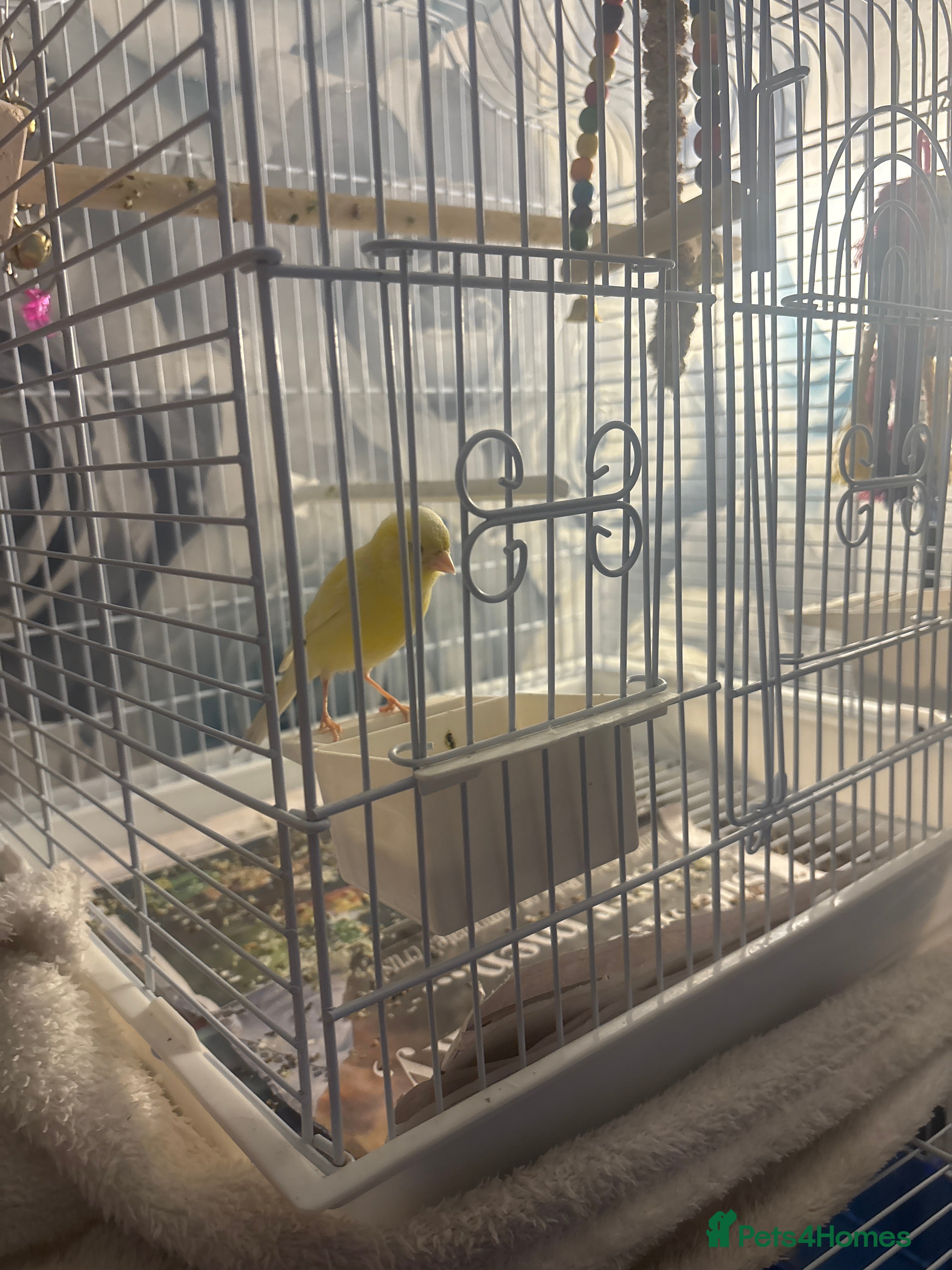 Canaries birds Female canarie  - Advert 1