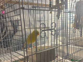 Canaries birds Female canarie - Advert 16