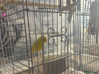 Canaries birds Female canarie - Advert 11