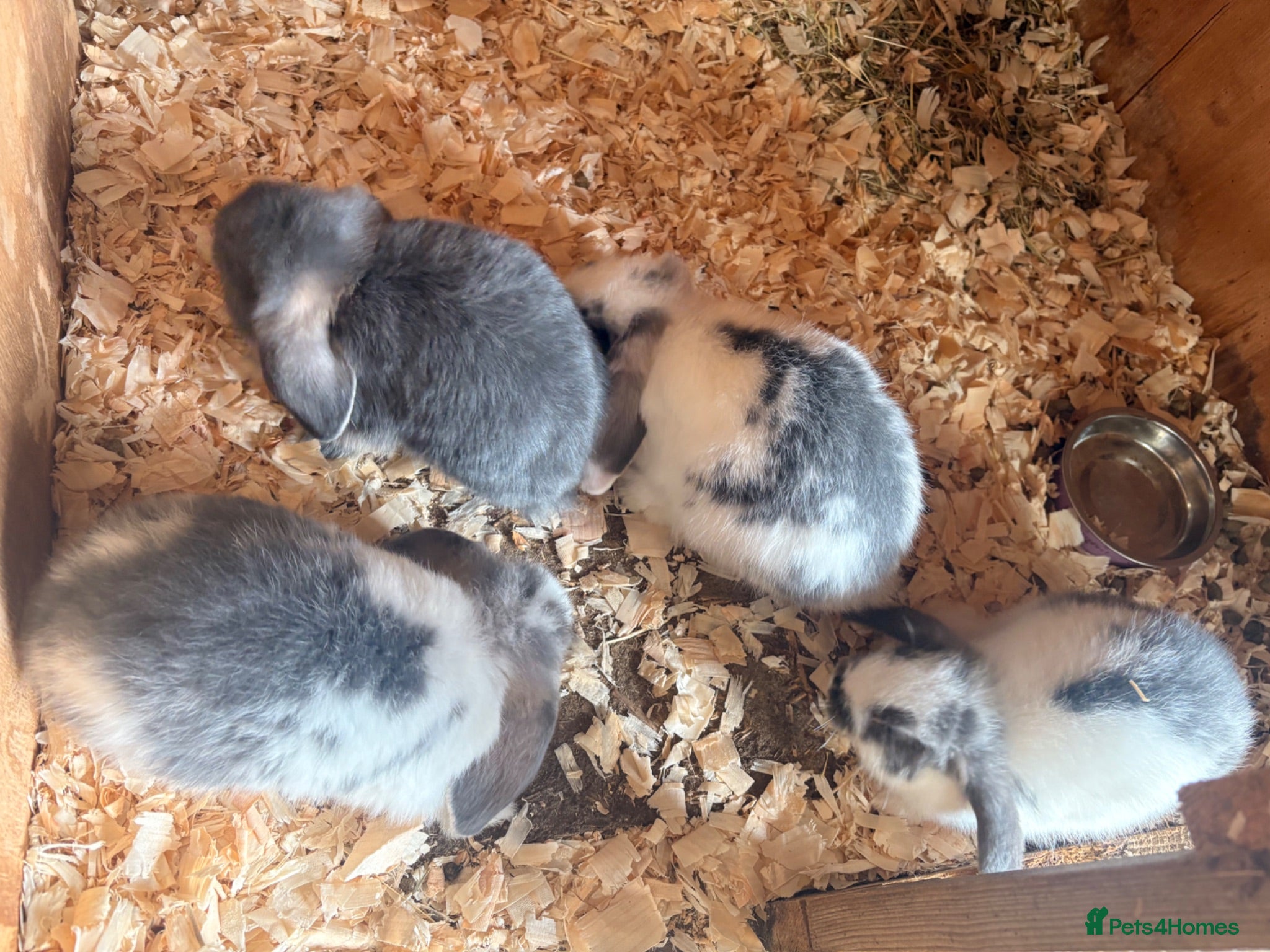 Mini Lop rabbits 4 Lovely Mini Lop Bunnies! - Advert 1