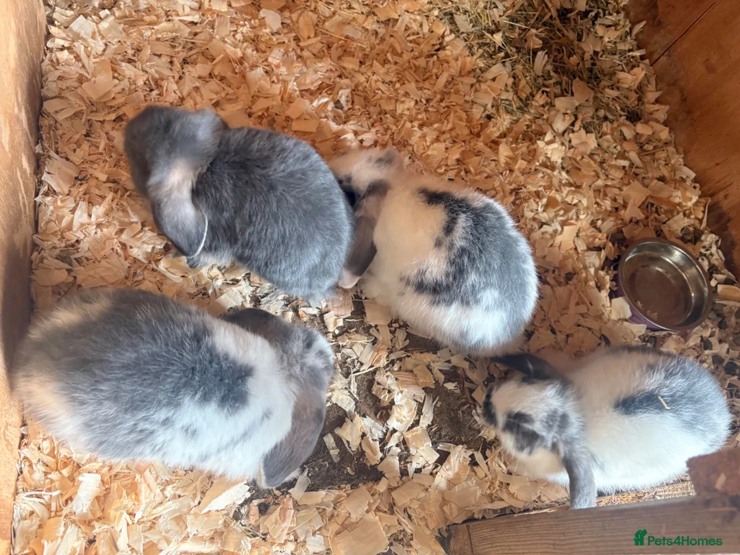 Mini Lop rabbits for sale: 4 Lovely Mini Lop Bunnies! - Advert 1