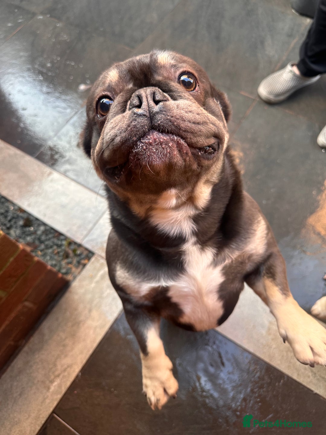 French Bulldog dogs for sale: Both brothers from same litter - Advert 2