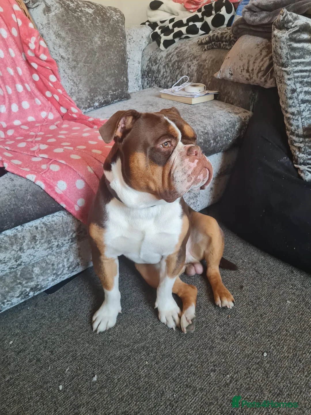 Olde English Bulldogge dogs for sale: Old English bulldog  in Wednesbury - Advert 1