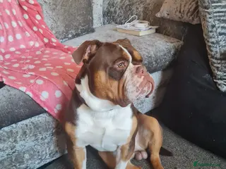 Olde English Bulldogge dogs Old English bulldog - Advert 3