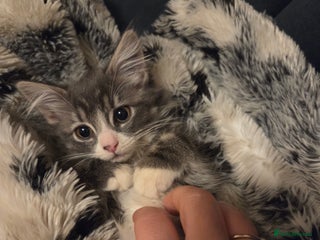 Siberian cats Adorable Siberian Kitten - Advert 2