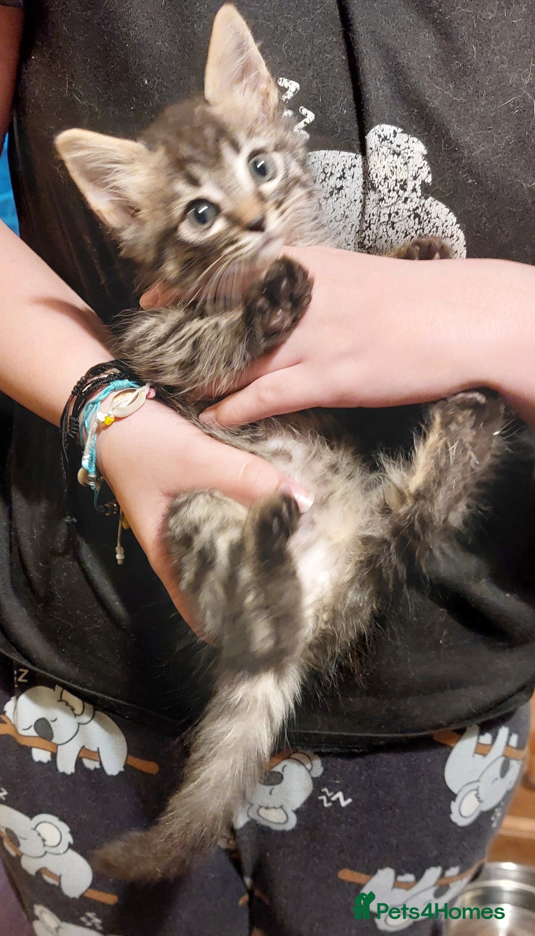 Mixed Breed cats for sale: Beautiful ragdoll bengal kittens  - Image 12