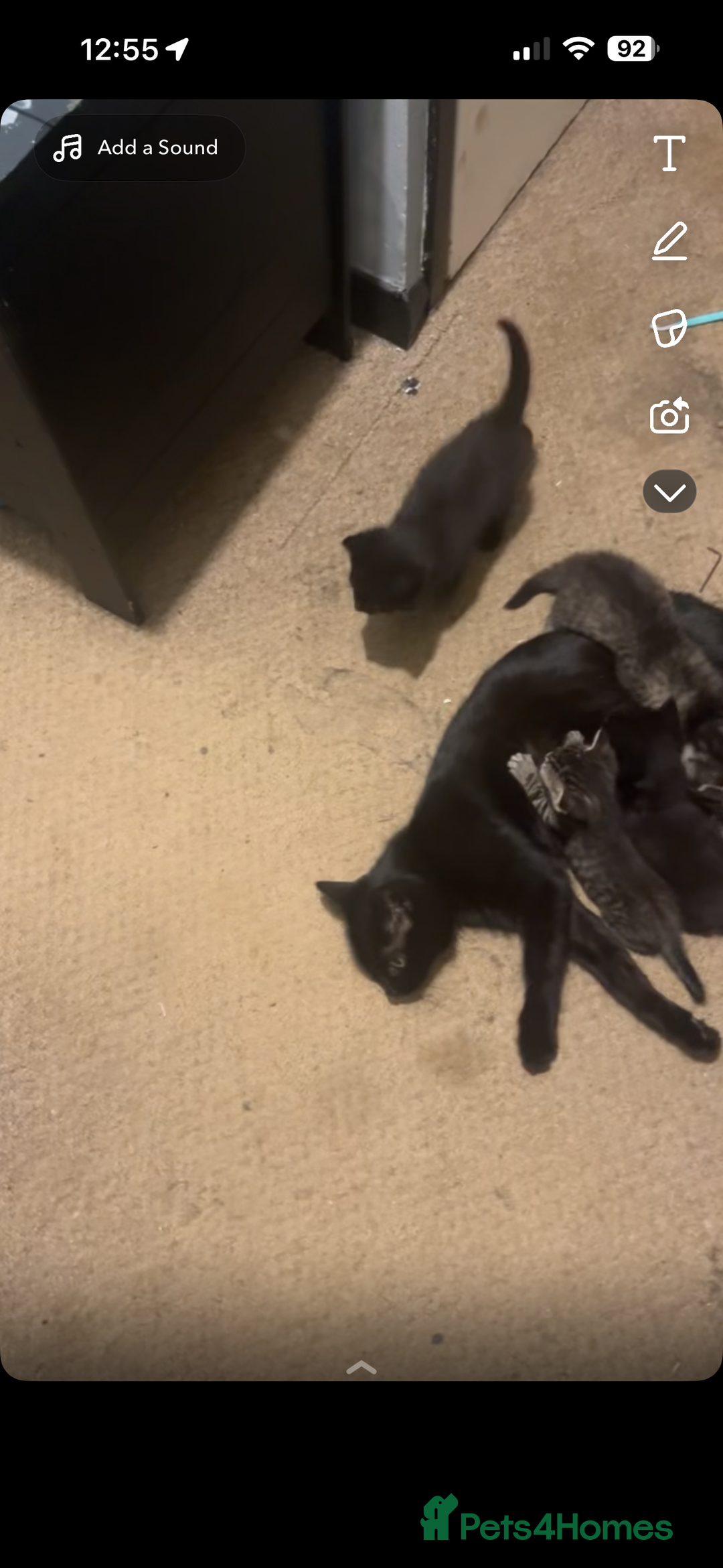 Mixed Breed cats for sale: Mixed breed kitten  - Image 4