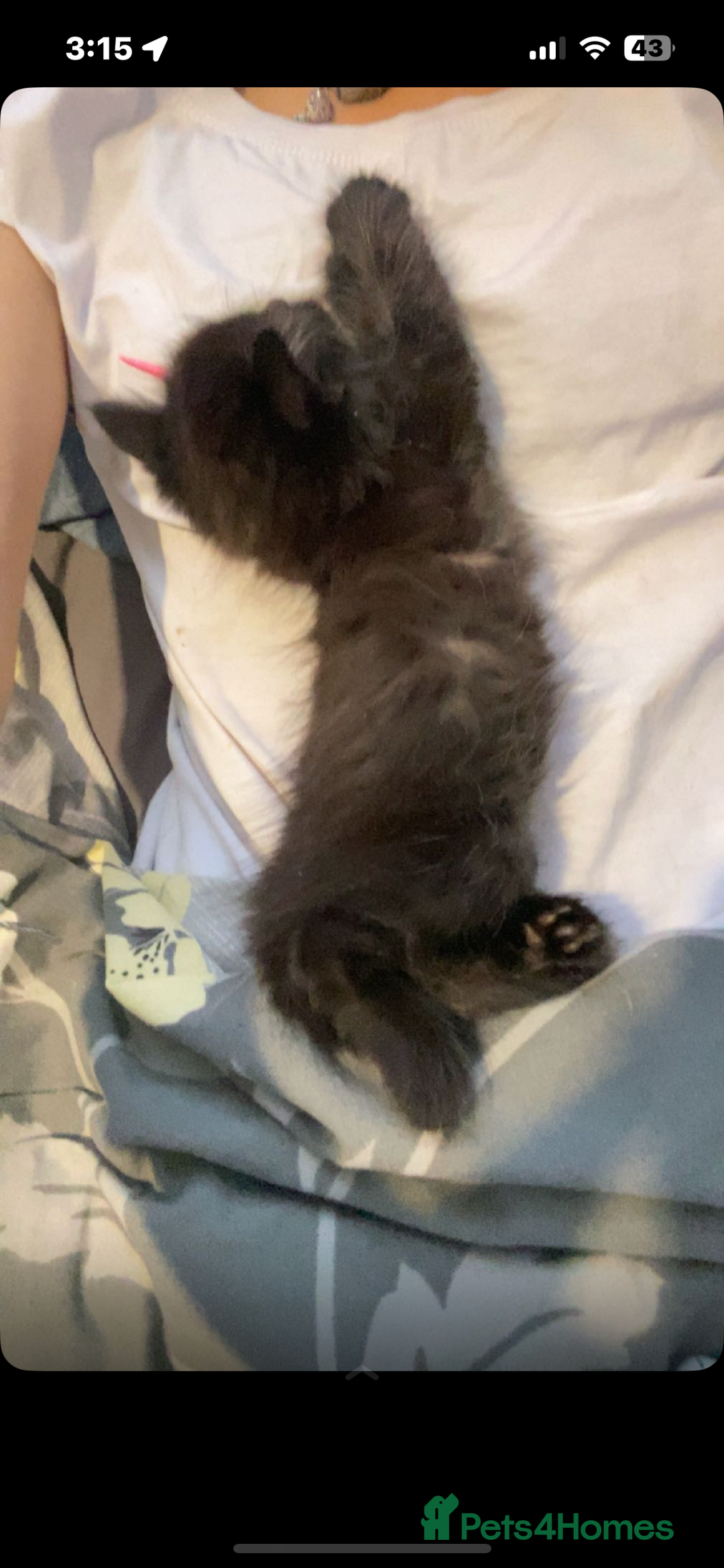 Maine Coon cats for sale: half maine coon kittens (2 females) - Image 3