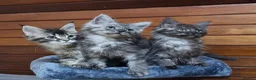 Maine Coon cats for sale: Pedigree Maine Coon Kittens for sale  - Advert 13