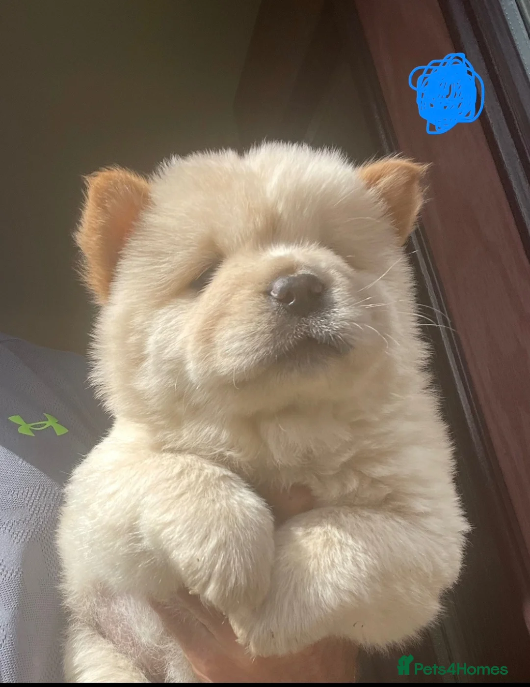Chow Chow dogs for sale: Beautiful Kc registered chow chow puppies - Advert 2