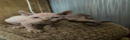 Sphynx cats for sale: **Ready Now** Last baby girl left - Advert 23