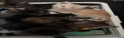 Mixed Breed cats for sale: Adorable Kittens  - Advert 1