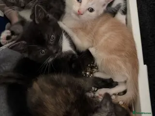Mixed Breed cats Cute Kittens - Advert 6