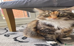 British Longhair cats for sale: Beautiful Fluffy Long-Haired British Tabby Kittens - Image 27