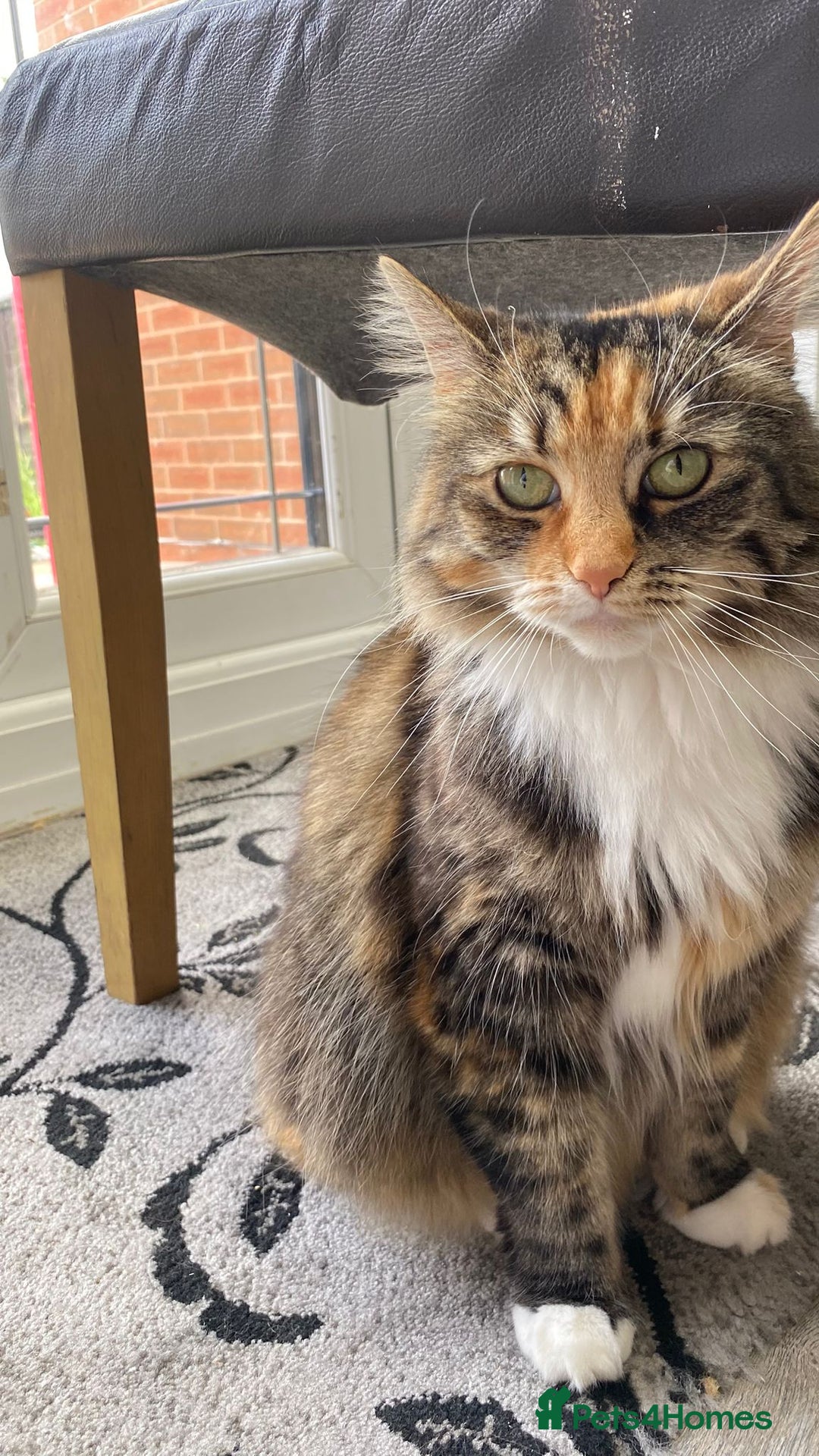 British Longhair cats for sale: Beautiful Fluffy Long-Haired British Tabby Kittens - Image 27