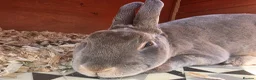 Rex rabbits for sale: Adult Mini Rex - Advert 1