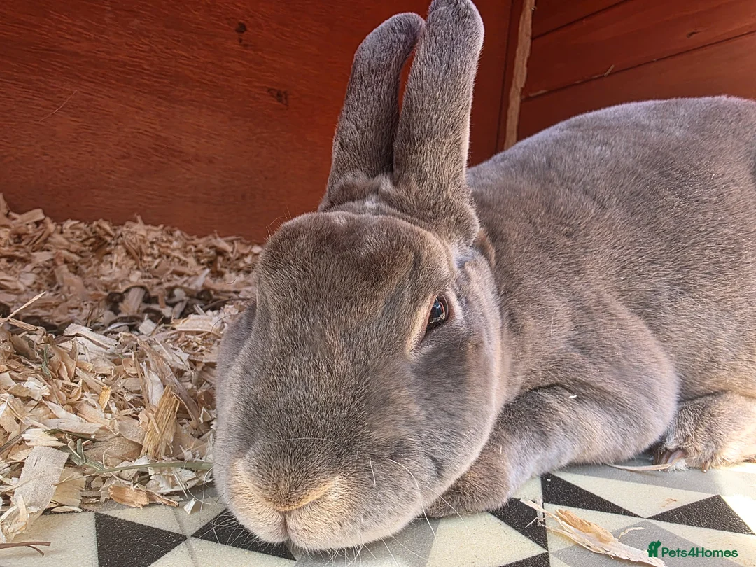 Rex rabbits for sale: Adult Mini Rex - Advert 1