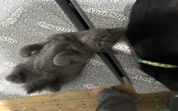 Russian Blue cats for sale: Three half Russian blue kittens  - Image 2