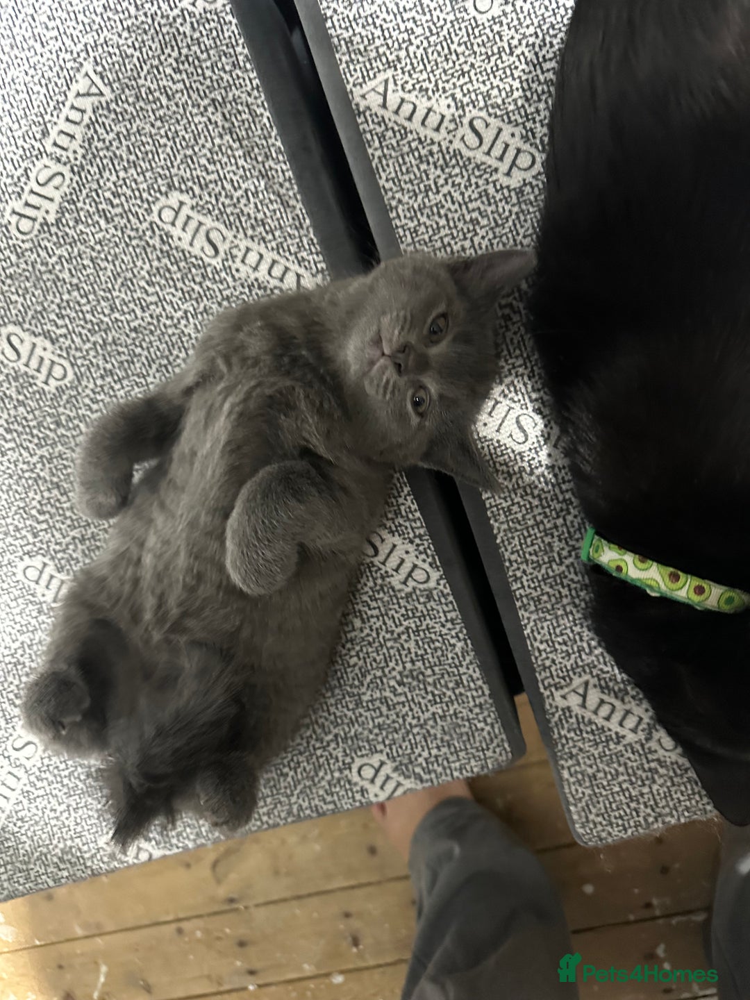 Russian Blue cats for sale: Three half Russian blue kittens  - Image 2