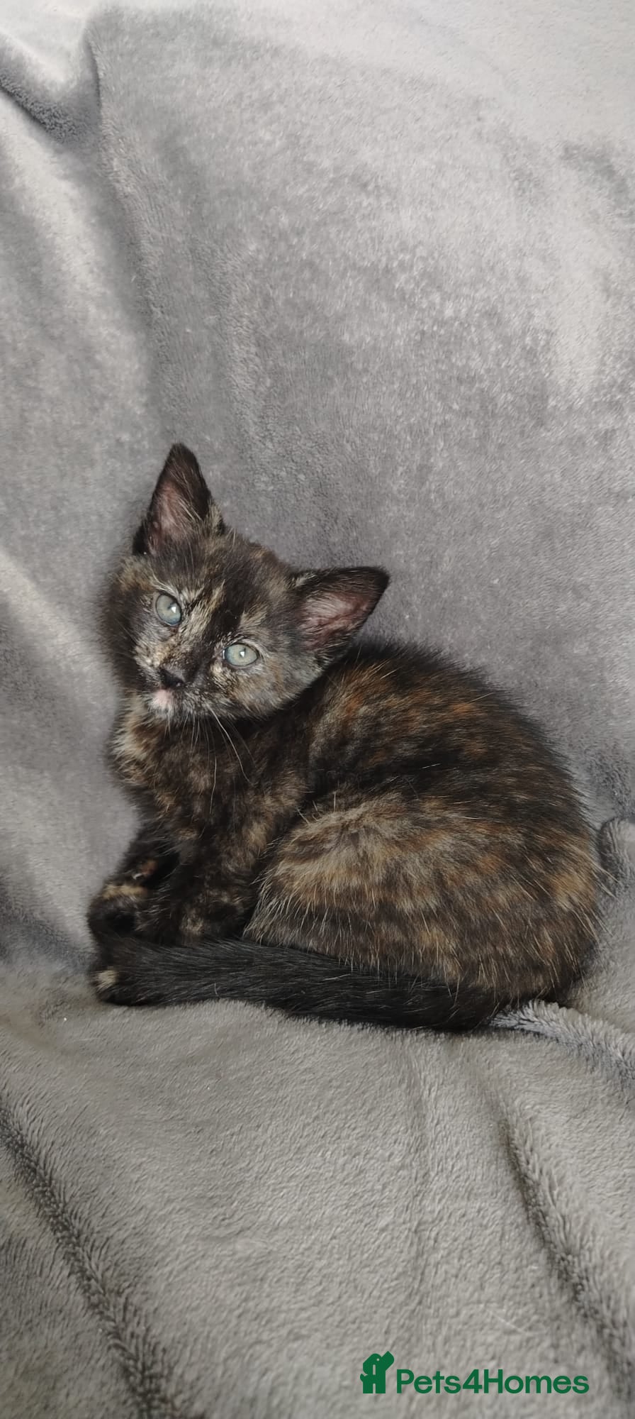 Mixed Breed cats Ready now - Last girl remaining. - Advert 20