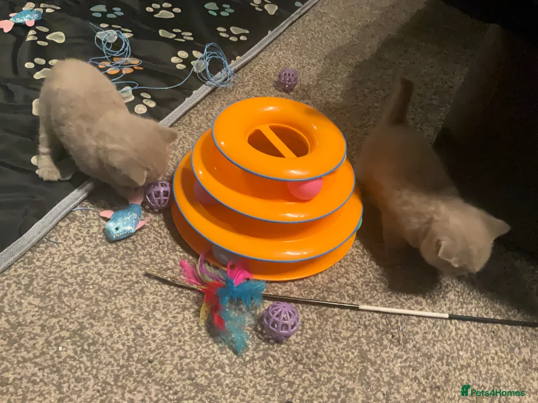 British Shorthair cats for sale: GCCF British Shorthair Lilac Kittens-Champion Line in Watford - Advert 2