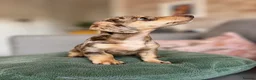 Miniature Dachshund dogs for sale: KC registered Miniature dachshund puppy’s  - Advert 9