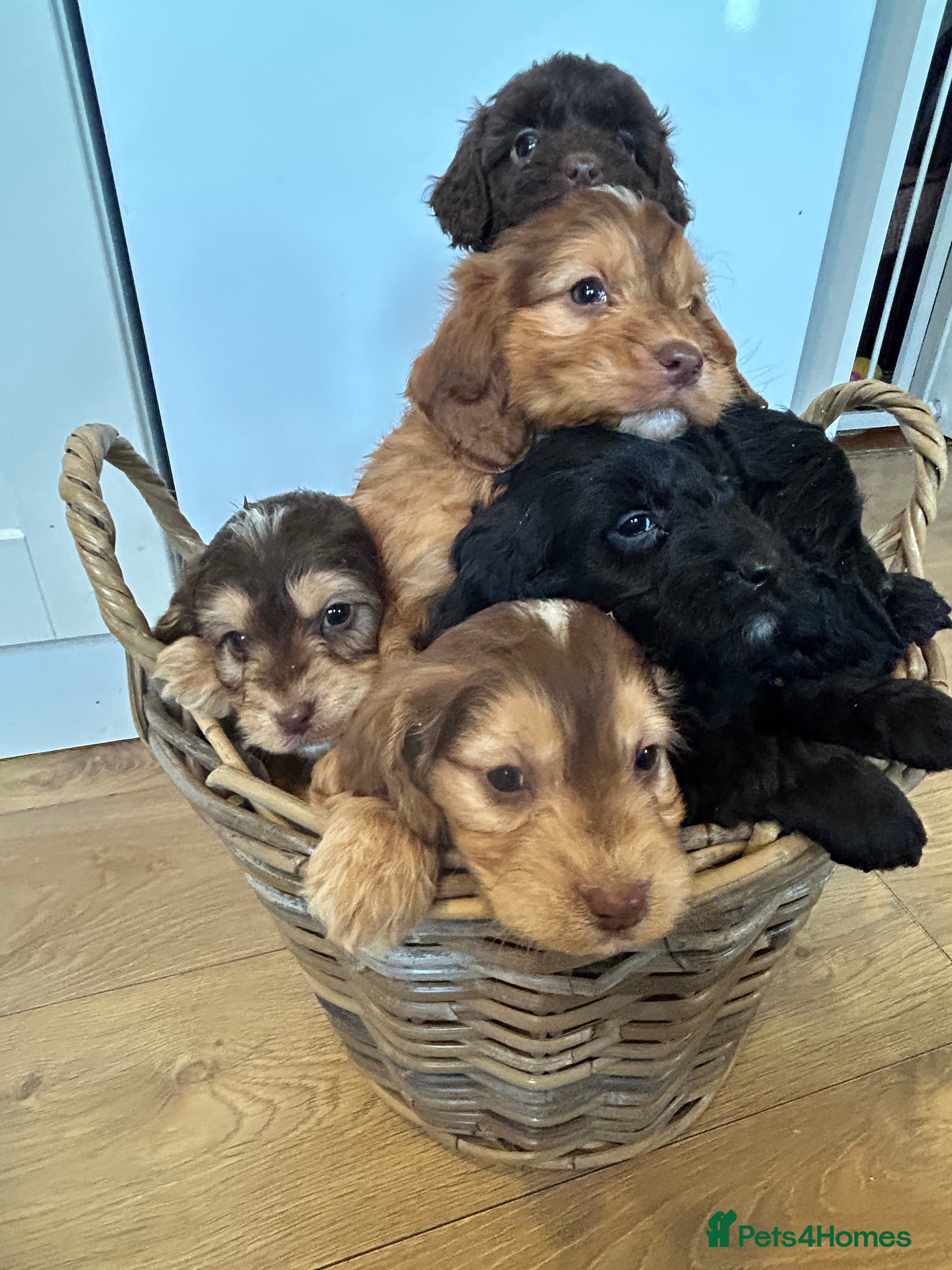 Cockapoo dogs Stunning Cockapoo Puppies  - Advert 2