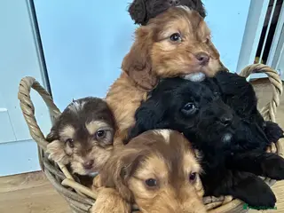 Cockapoo dogs Stunning Cockapoo Puppies - Advert 3