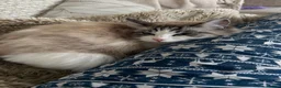 Ragdoll cats for sale: Two GCCF Ragdoll Sisters! PRICE FOR BOTH!  - Advert 32