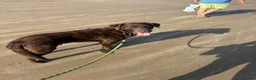 Mixed Breed dogs for adoption: german shepherd x labradore in Mexborough - Advert 1