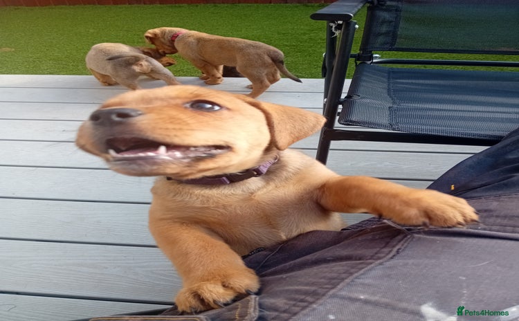 Mixed Breed dogs - Advert 12