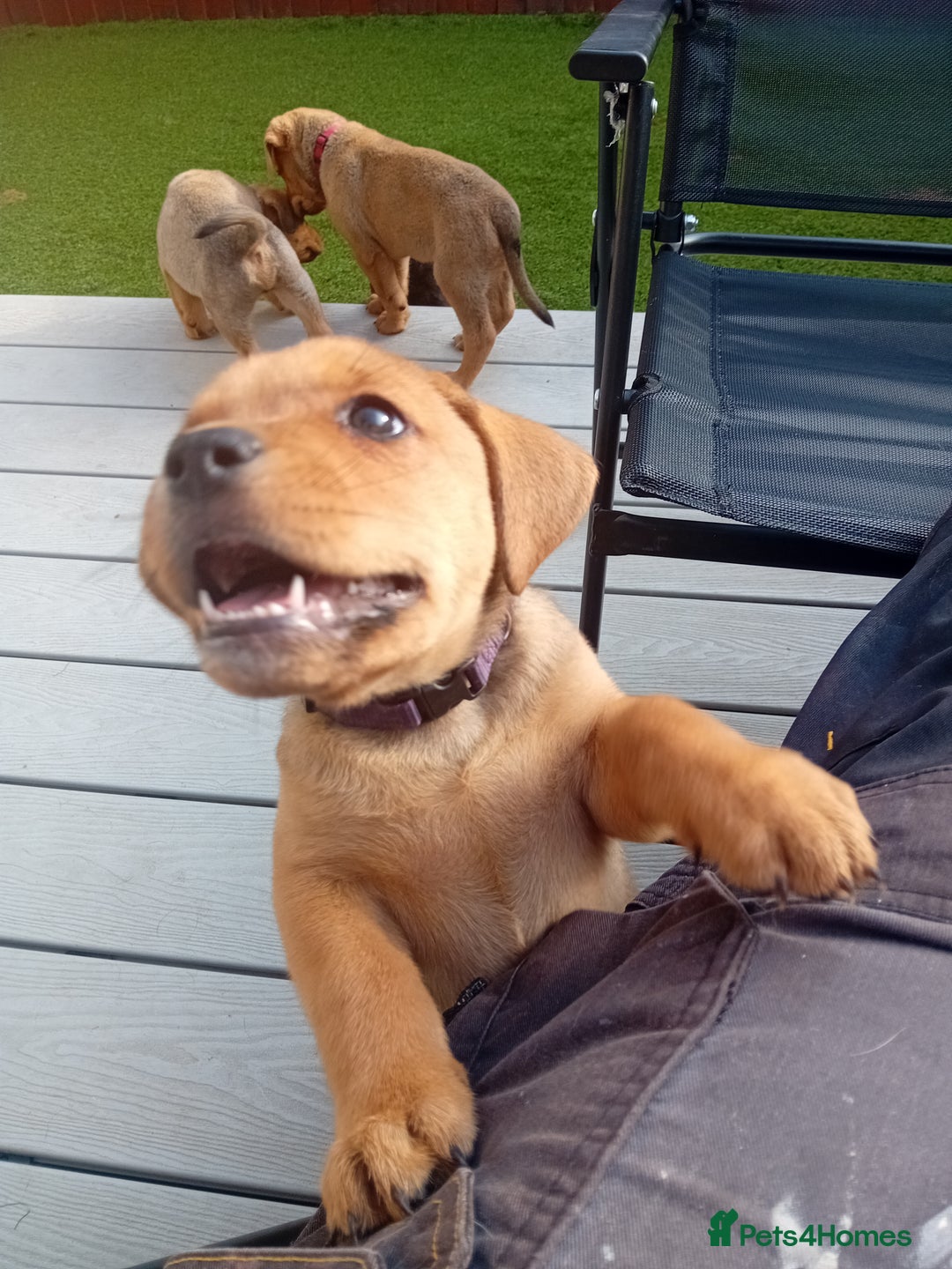 Mixed Breed dogs for sale: Rottweiler cross 1 female left can leave 23rd Aug  - Image 1