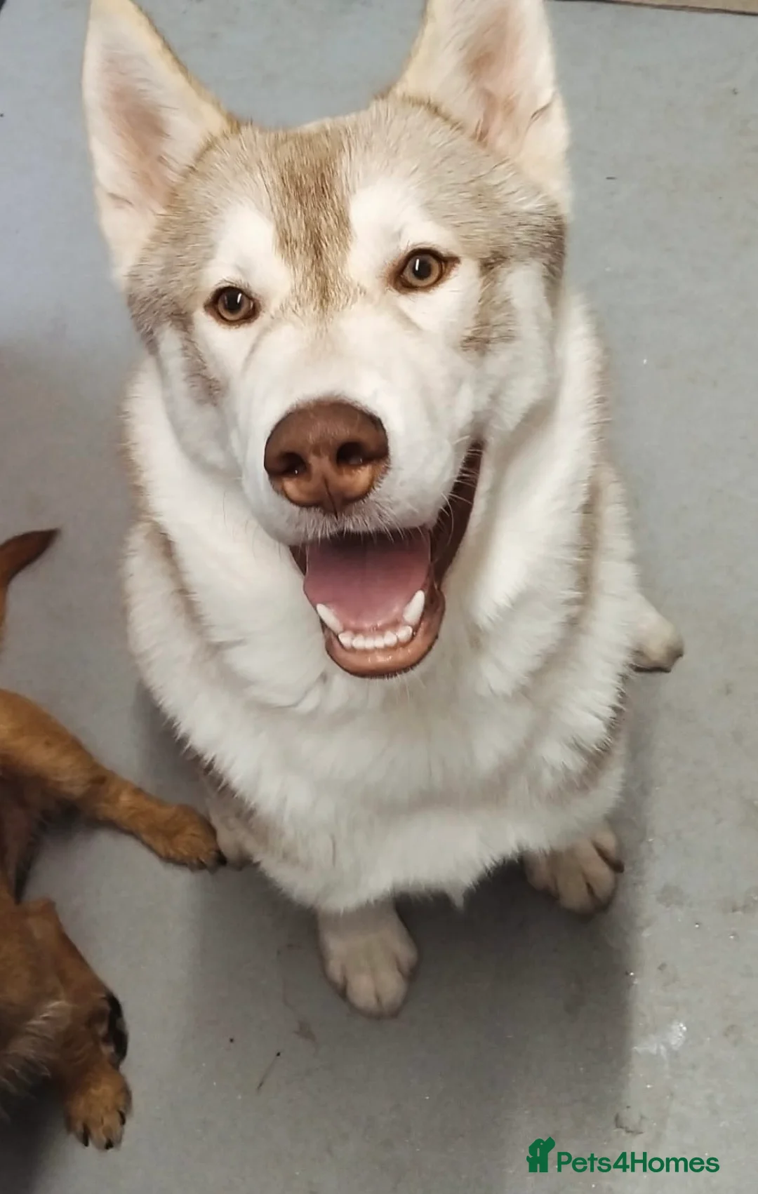 Siberian Husky dogs for stud: Husky for Stud in Worcester - Advert 5