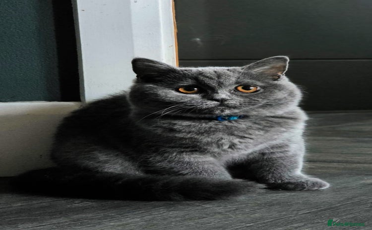 Scottish Fold cats - Advert 5