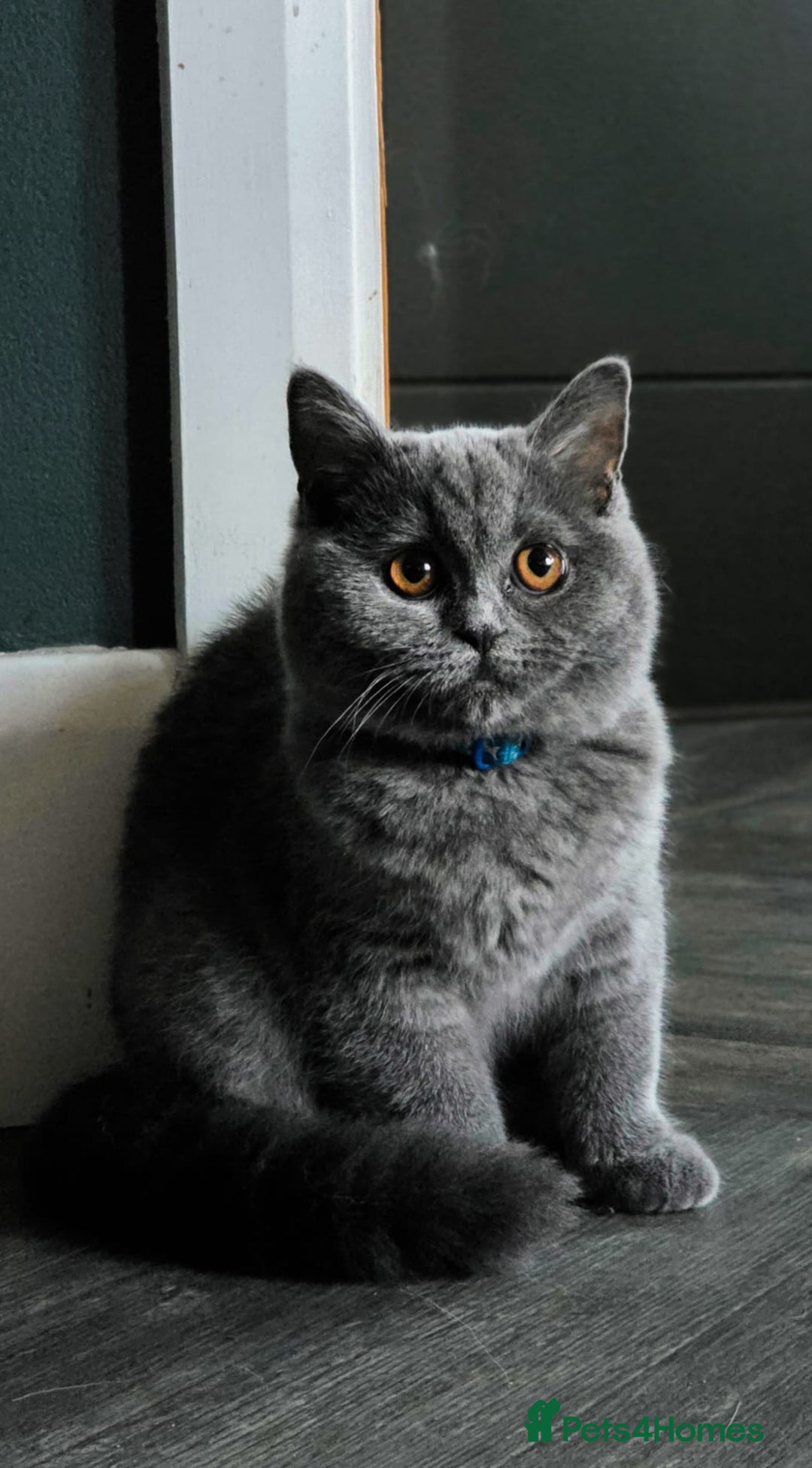 Scottish Fold cats for sale: Scottish fold - Image 1