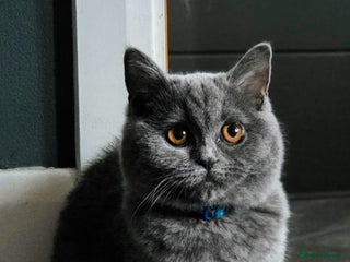 Scottish Fold cats - Advert 6