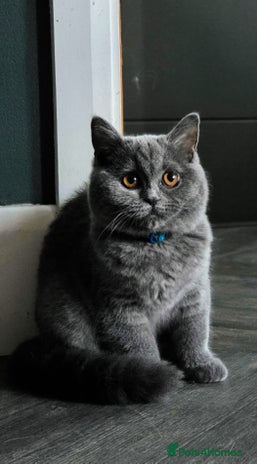 Scottish Fold cats - Advert 16
