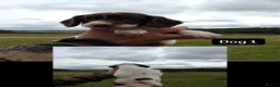 English Springer Spaniel dogs for sale: KC Springer Spaniel pups for sale in Duns - Advert 3