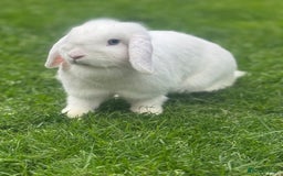 Mini Lop rabbits for sale: 2 x Female Mini Lops  - Image 2