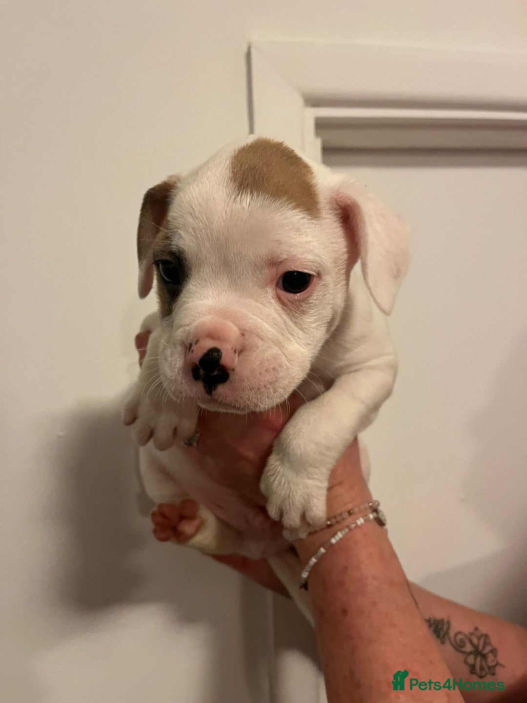 Mixed Breed dogs for sale: Puppies looking for their forever homes  - Advert 7