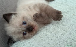 Ragdoll cats for sale: Boy Ragdoll !!reserved!! - Image 2