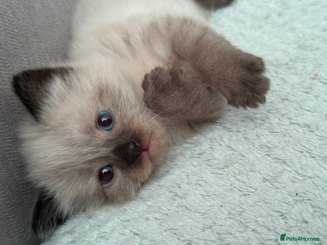 Ragdoll cats for sale: Boy Ragdoll !!reserved!! - Image 2