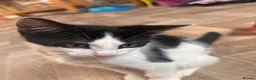 Mixed Breed cats for sale: 12 week old male  - Advert 8