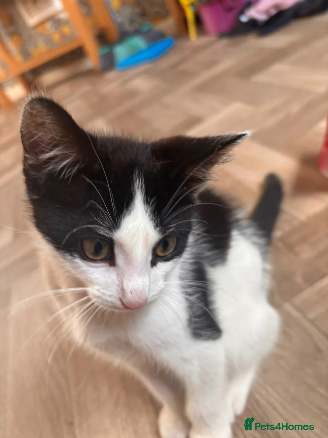 Mixed Breed cats for sale: 12 week old male  - Advert 8