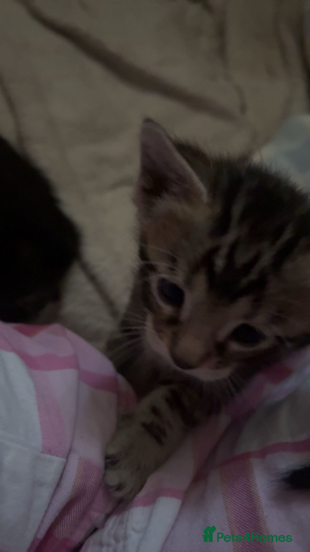 Bengal cats for sale: bengal kittens  - Advert 6