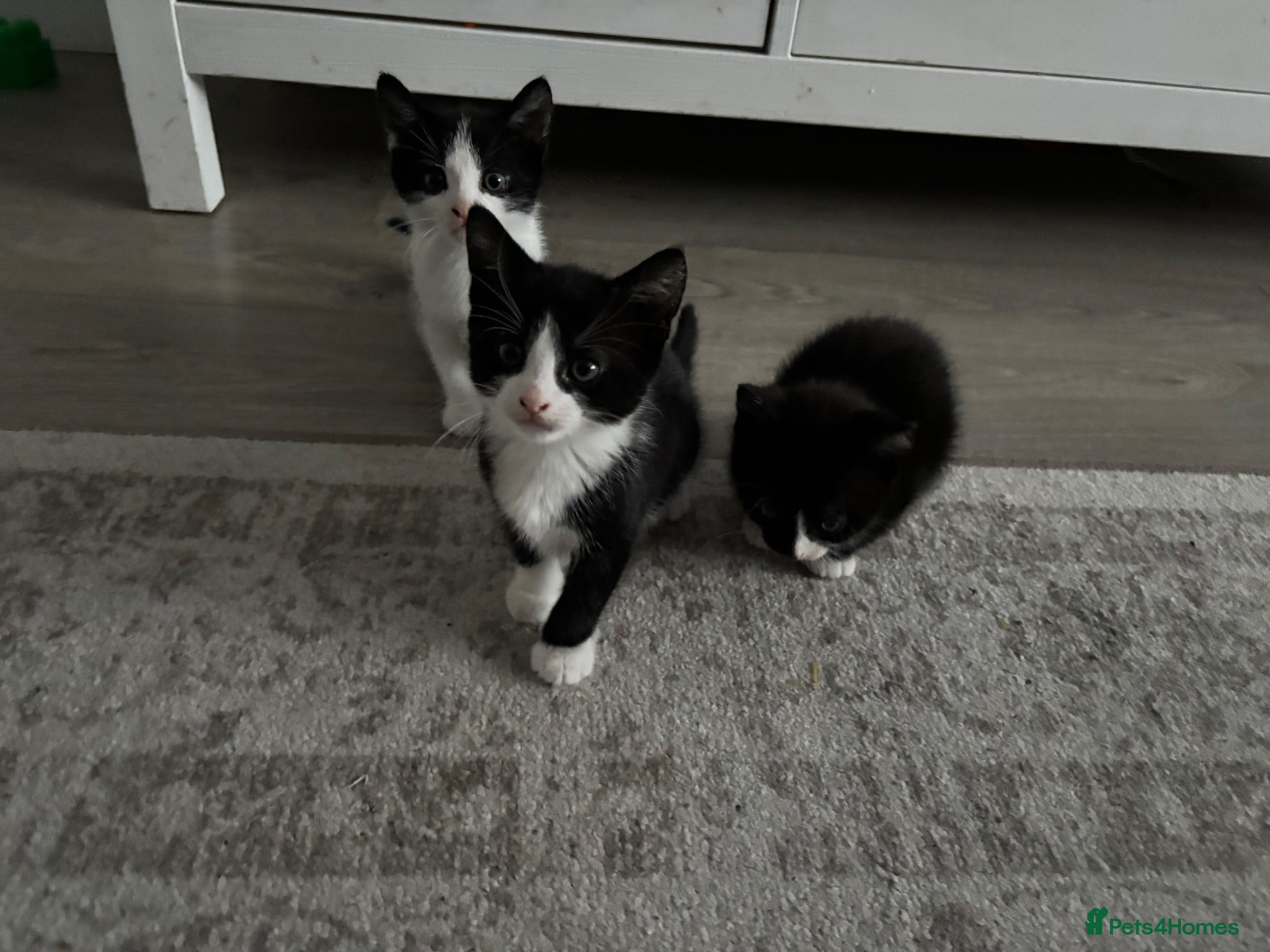 Mixed Breed cats 3 kittens needing forever homes - Advert 16